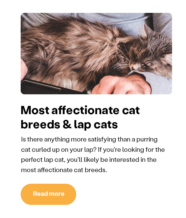 Most affectionate cat breeds & lap cats