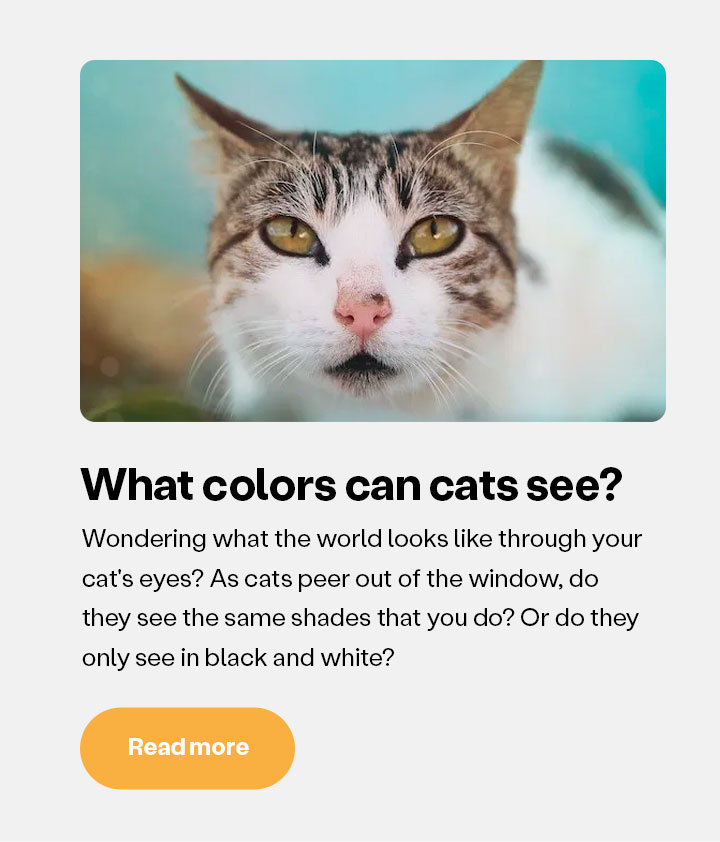 What colors can cats see?