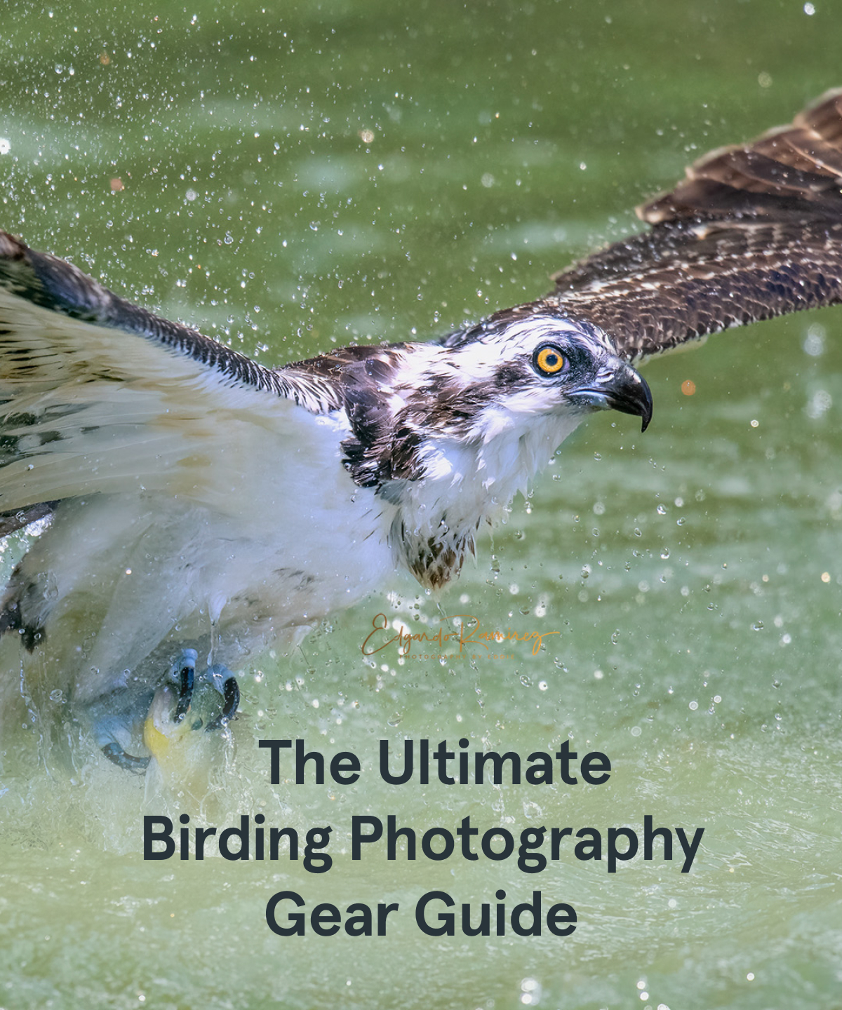 Best Camera Gear for Bird Photography