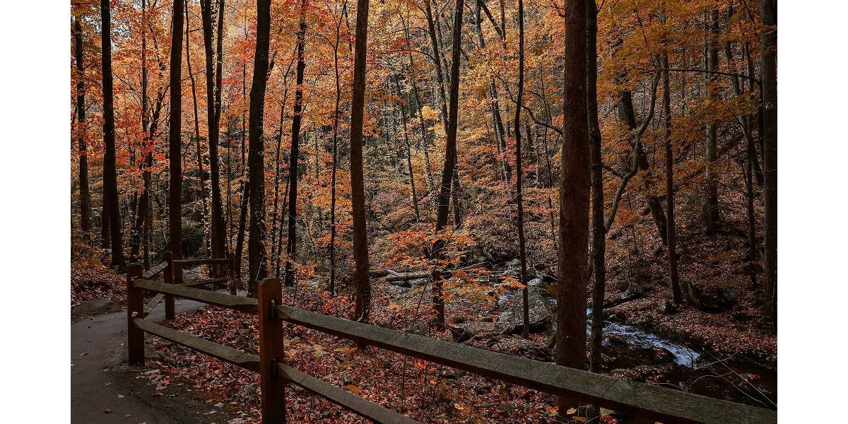 Photo by Alex Austin, KEH team member, with a Nikon zf + 24-70 f/4