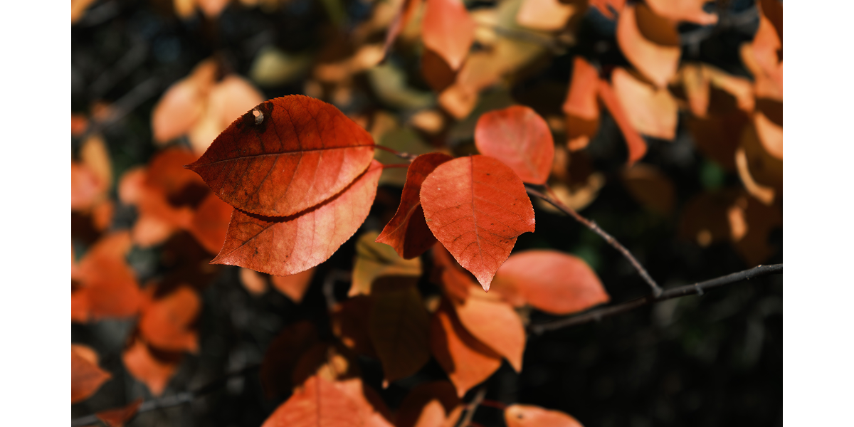 Photo by John Loudermilk, KEH team member, with a Fujifilm GFX 100S