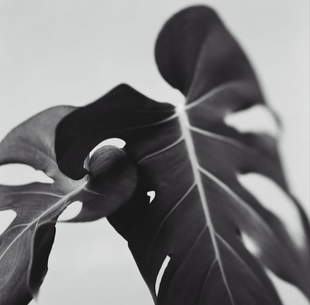 Photo by @staceypearsonphotography