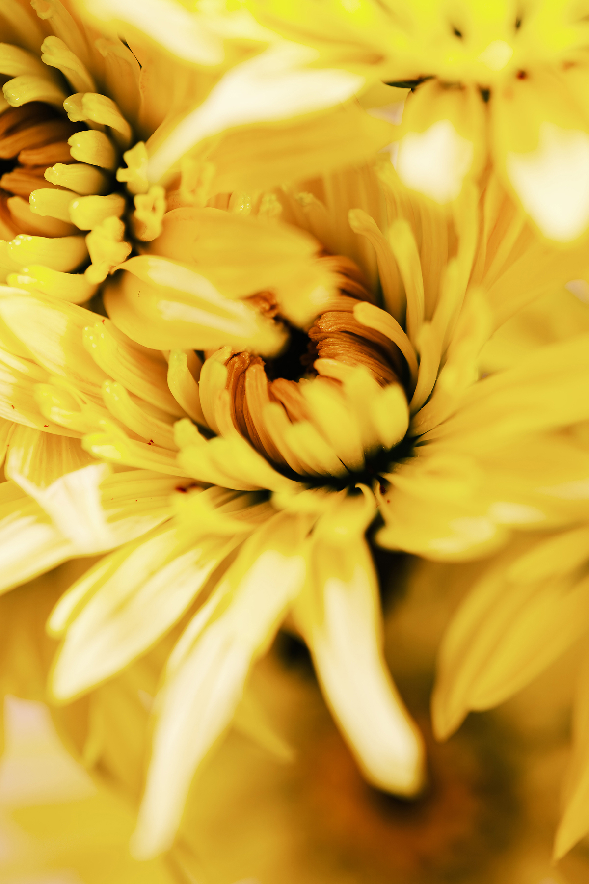 Photo by John Loudermilk, KEH team member, with a Fujifilm 80mm f/2.8 Macro Lens